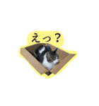 猫と黒柴2（個別スタンプ：22）