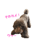 日常ドンコ（個別スタンプ：2）