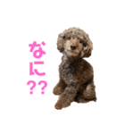 日常ドンコ（個別スタンプ：5）