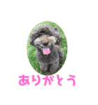 日常ドンコ（個別スタンプ：6）