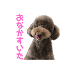 日常ドンコ（個別スタンプ：7）
