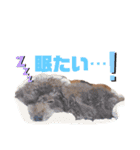日常ドンコ（個別スタンプ：9）