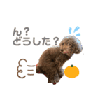日常ドンコ（個別スタンプ：13）