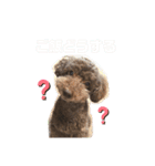 日常ドンコ（個別スタンプ：19）