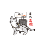 連番するねこここ（個別スタンプ：2）