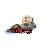 動物画スタンプ（個別スタンプ：1）