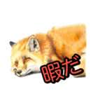 動物画スタンプ（個別スタンプ：2）