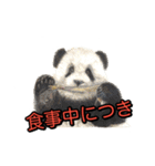 動物画スタンプ（個別スタンプ：3）