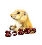 動物画スタンプ（個別スタンプ：4）