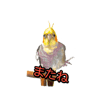 動物画スタンプ（個別スタンプ：10）