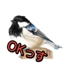 動物画スタンプ（個別スタンプ：13）
