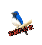 動物画スタンプ（個別スタンプ：15）