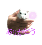 ジャンガリアン★スターくん（個別スタンプ：3）