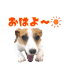 ポムといっしょ（個別スタンプ：1）