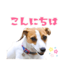 ポムといっしょ（個別スタンプ：2）
