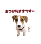 ポムといっしょ（個別スタンプ：3）
