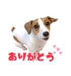 ポムといっしょ（個別スタンプ：5）