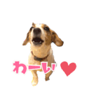 ポムといっしょ（個別スタンプ：7）