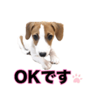 ポムといっしょ（個別スタンプ：8）