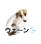 ポムといっしょ（個別スタンプ：10）