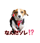 ポムといっしょ（個別スタンプ：11）