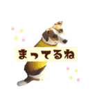 ポムといっしょ（個別スタンプ：12）