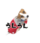 ポムといっしょ（個別スタンプ：13）