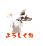 ポムといっしょ（個別スタンプ：16）