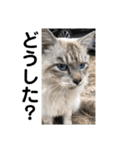 使いやすいアイドルねこ（個別スタンプ：1）