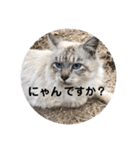 使いやすいアイドルねこ（個別スタンプ：3）