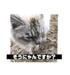 使いやすいアイドルねこ（個別スタンプ：4）