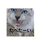 使いやすいアイドルねこ（個別スタンプ：5）