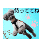 リアルトイプー 日常会話（個別スタンプ：15）