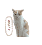 Liannu6（個別スタンプ：15）