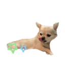 Chihuahua's happy life4（個別スタンプ：6）