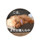 まったりこはる（個別スタンプ：1）