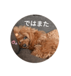 まったりこはる（個別スタンプ：3）