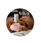まったりこはる（個別スタンプ：4）