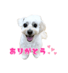 ちゃちゃさんのご挨拶（個別スタンプ：2）
