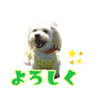 ちゃちゃさんのご挨拶（個別スタンプ：5）