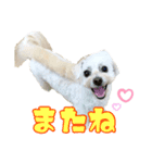 ちゃちゃさんのご挨拶（個別スタンプ：7）