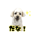 ちゃちゃさんのご挨拶（個別スタンプ：8）