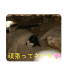 トラチワちゃん♡♡♡☆（個別スタンプ：3）