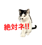 トラチワちゃん♡♡♡☆（個別スタンプ：5）
