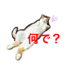 トラチワちゃん♡♡♡☆（個別スタンプ：6）