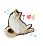 トラチワちゃん♡♡♡☆（個別スタンプ：8）