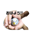 うさぎのモフ インコのシィ（個別スタンプ：1）