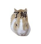 うさぎのモフ インコのシィ（個別スタンプ：6）
