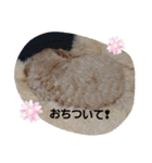 うちのララちゃんversion3（個別スタンプ：11）