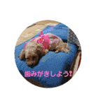 うちのララちゃんversion3（個別スタンプ：27）